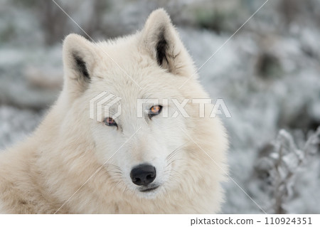 portrait of a white wolf on a gray background 110924351