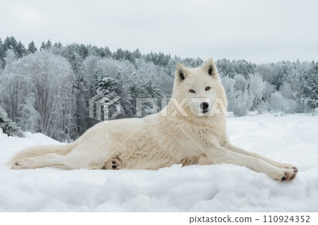 polar wolf lies on the snow in winter polar wolf lies on the snow in winter 110924352