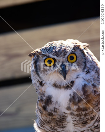 owl portrait natural outdoors 110924359