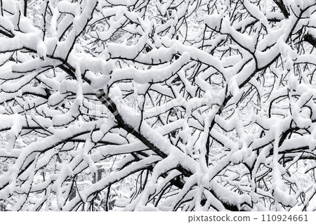Bare tree branches covered with show on a daytime 110924661
