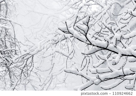 Bare tree branches covered with show on a daytime 110924662