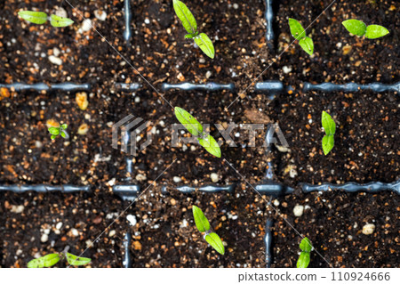 Small green seedling sprouts, top view Small green seedling sprouts, top view 110924666
