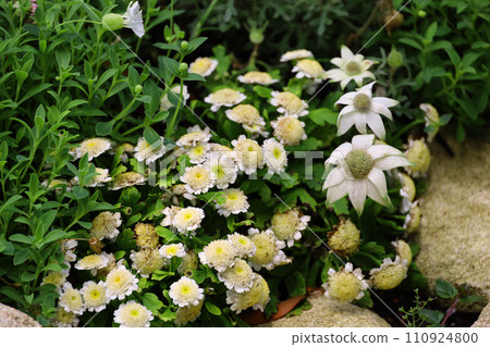 Flannel flowers and sycamore flowers blooming in the garden in early spring 110924800