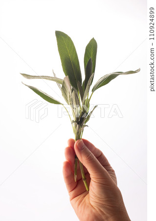 A bunch of fresh sage in a woman's hand on white background. Alternative medicine. Endobiogenics, new look at medicine A bunch of fresh sage in a woman's hand on white background. Alternative medicine. Endobiogenics, new look at medicine 110924899