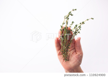 A bunch of lebander in woman's hand on white background. Alternative medicine. Endobiogenics, new look at medicine A bunch of lebander in woman's hand on white background. Alternative medicine. Endobiogenics, new look at medicine 110924900