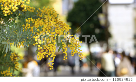 可愛的黃色含羞草花為城市增添色彩 110924935