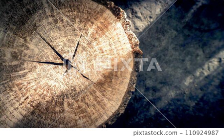 closeup image of tree stump, 16:9 widescreen wallpaper 110924987