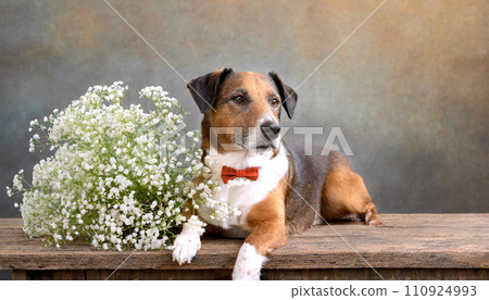 dog with bowtie and baby's breath flower bouquet on vintage table, 16:9 widescreen wallpaper 110924993