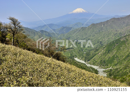 Tanzawa in spring, overlooking Mt. Fuji and the fresh green mountains from Hidaka 110925155