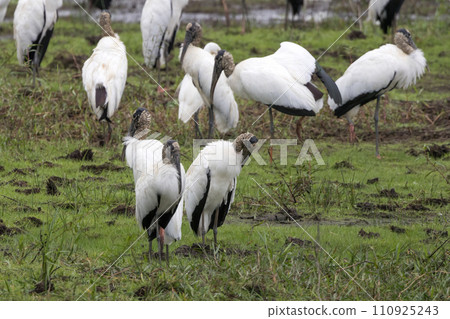 Wood stork photographed at the Cano Negro Wilderness Reserve in Costa Rica 110925243