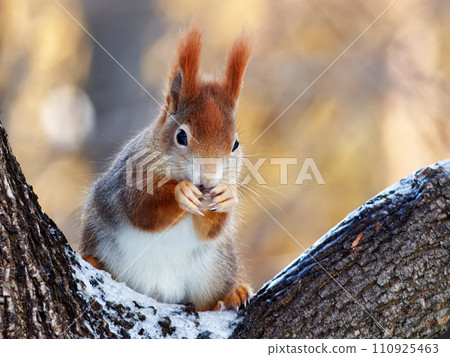 Red squirrel sitting in the tree in sunny winter day. 110925463