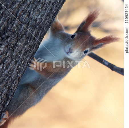 A squirrel climbing up a tree trunk. 110925464
