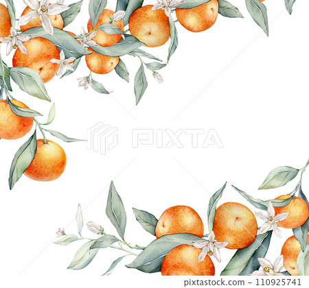 Watercolor frame illustration orange tangarine and green leaves isolated on white background. border hand painted natural plant twigs with fresh citrus fruits for design. Banner with mandarin branches 110925741
