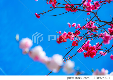 【早春素材】阿智村的桃子和藍天【長野縣】 110925807