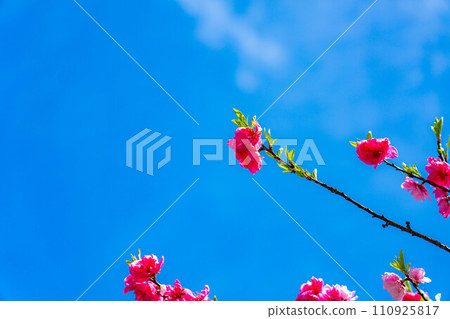 [Early spring material] Achi Village's peach blossoms and blue sky [Nagano Prefecture] 110925817