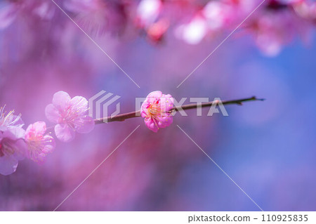 [Spring material] Plum blossoms at Daio Wasabi Farm [Nagano Prefecture] 110925835