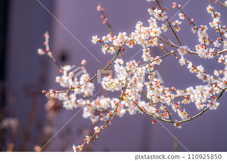 [春天材料]大王芥末農場的梅花[長野縣] 110925850