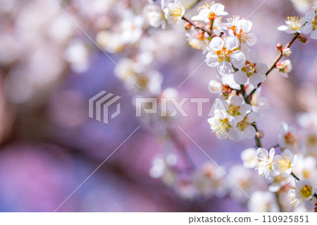 [春天材料]大王芥末農場的梅花[長野縣] 110925851