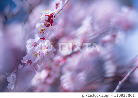 [春天材料]大王芥末農場的梅花[長野縣] 110925861