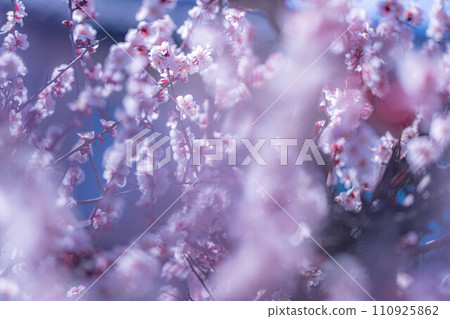 [春天材料]大王芥末農場的梅花[長野縣] 110925862