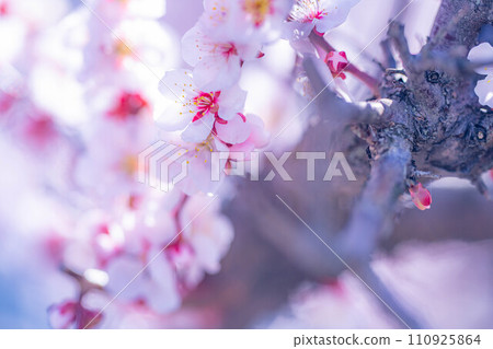[Spring material] Plum blossoms at Daio Wasabi Farm [Nagano Prefecture] 110925864
