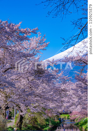 [Spring material] Cherry blossoms in Oshino Village and Mt. Fuji [Yamanashi Prefecture] 110925879