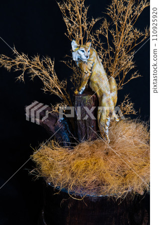 Bobcat Lynxin the dark 110925920
