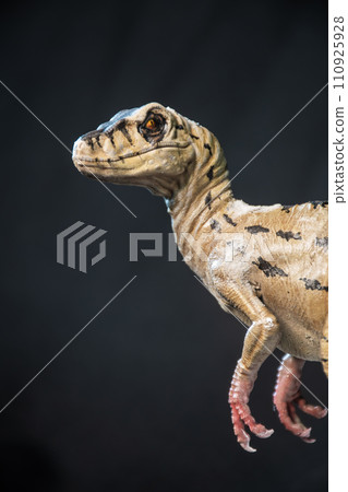 Velociraptor dinosaur in the dark Velociraptor dinosaur in the dark 110925928