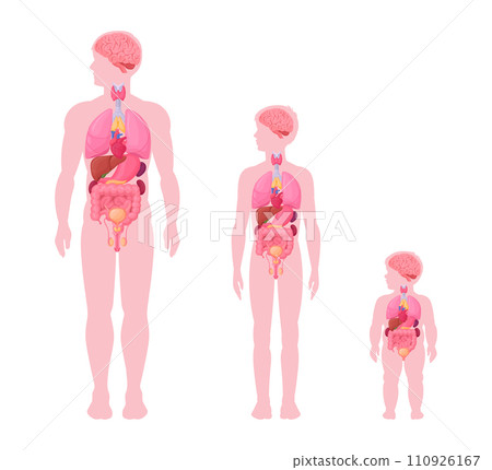 Male internal organs infographic. Man, boy and baby toddler internal organs anatomy scheme, heart, brain and reproductive system location in body flat vector illustration set. Male body diagram Male internal organs infographic. Man, boy and baby toddler internal organs anatomy scheme, heart, brain and reproductive system location in body flat vector illustration set. Male body diagram 110926167