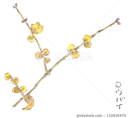 A watercolor illustration of a winter plant, a beautiful round bud and vitamin-colored petals during the year-end and New Year holidays. 110926470