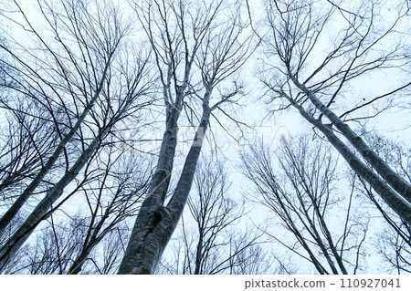 Beech forest grove Beech forest grove 110927041