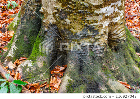 Root of beech Root of beech 110927042