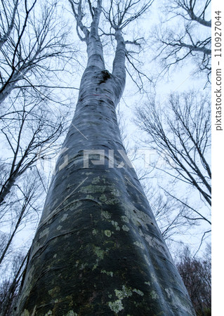 Beech forest 110927044