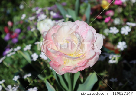 Rose tulips blooming in the spring flowerbed 110927147