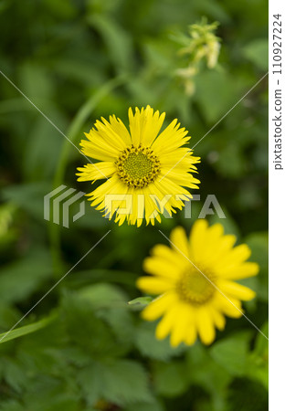 cute bunny giku 110927224