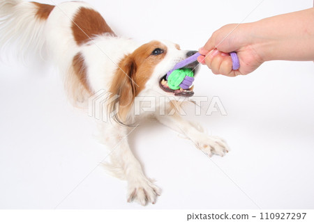 Koikerhondier 和他的主人一起玩繩索玩具 110927297