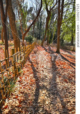 Sun shining, thicket, winter forest floor, winter scenery Sun shining, thicket, winter forest floor, winter scenery 110927325