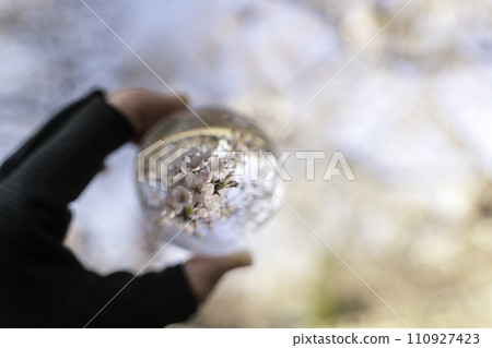 Cherry blossoms reflected in a crystal ball Cherry blossoms reflected in a crystal ball 110927423