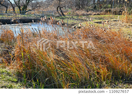 Biotope cattails preparing for winter winter pattern Biotope cattails preparing for winter winter pattern 110927657