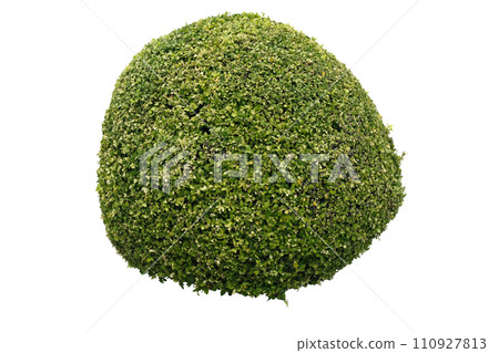 boxwood shrubs trimmed as decorative ornament plant 110927813
