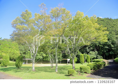 Zelkova leaves changing color 110928107