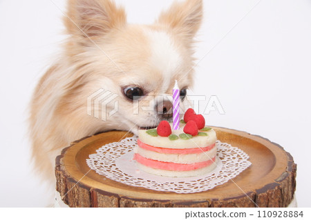 A long coat Chihuahua eating homemade cake A long coat Chihuahua eating homemade cake 110928884