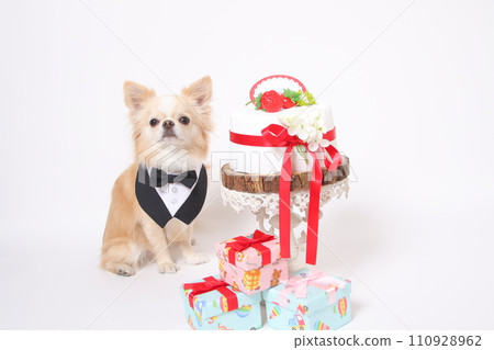 Long coat chihuahua celebrating birthday with cake and presents 110928962