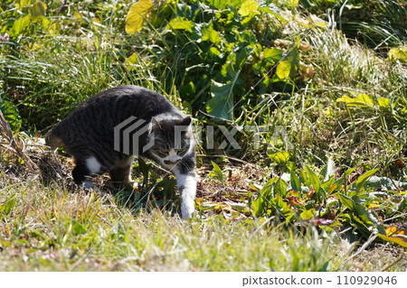 Cat 110929046