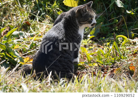 貓 貓 110929052