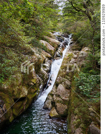 屋久島綠色森林中流動的清澈溪流 110929989
