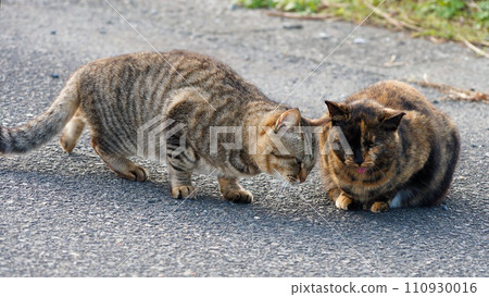 Cat cuddling with mother cat Cat cuddling with mother cat 110930016