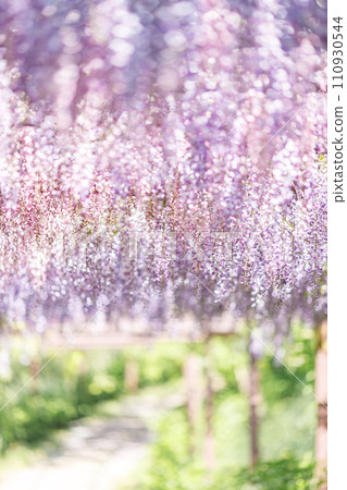 閃閃發光的紫藤格紋|垂直構圖 110930544