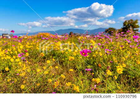 Autumn cherry blossoms (October sunny) 110930796