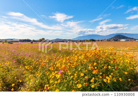 秋季櫻花（十月晴天） 110930808